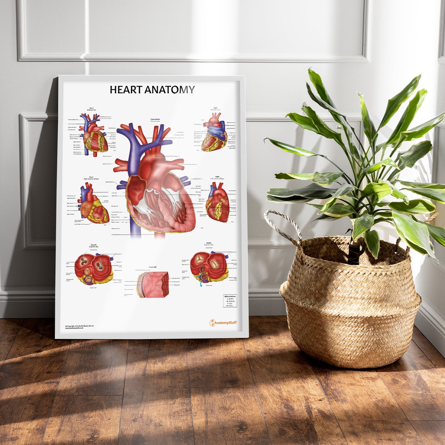 Heart Anatomy Chart / Poster