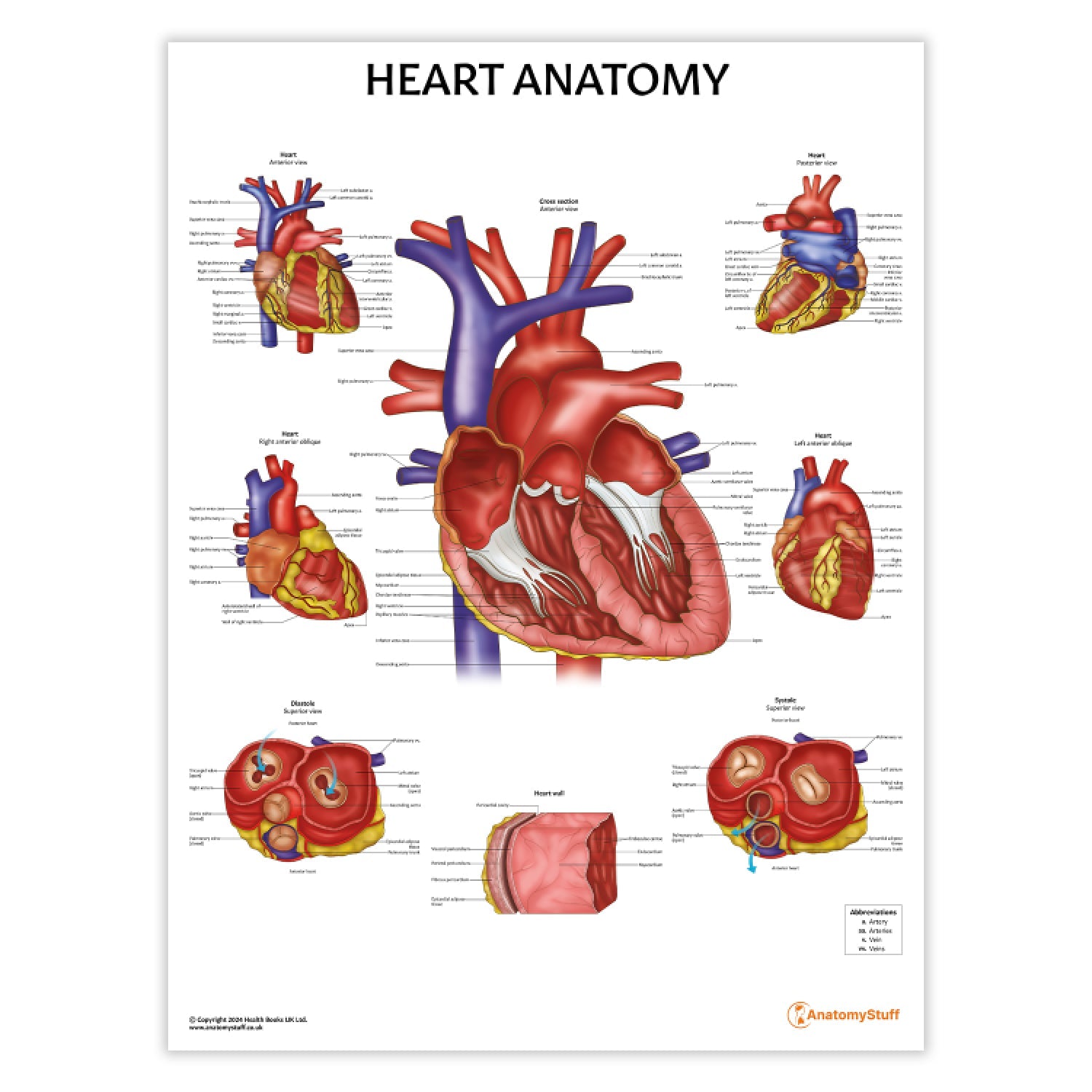 Heart Anatomy Chart / Poster