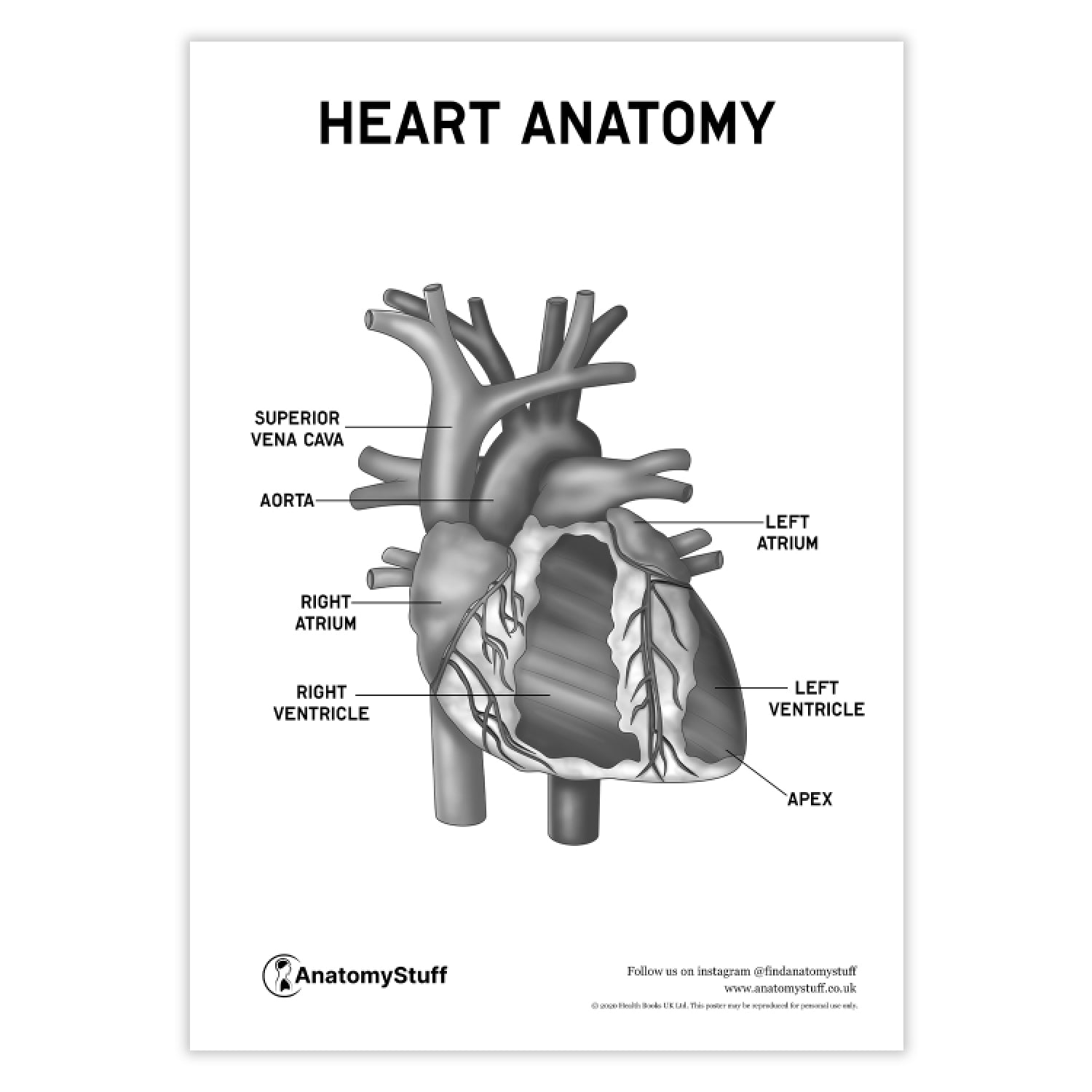 Heart Anatomy Poster PDF