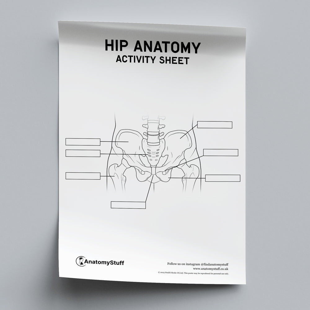 Hip Anatomy Activity Sheet PDF
