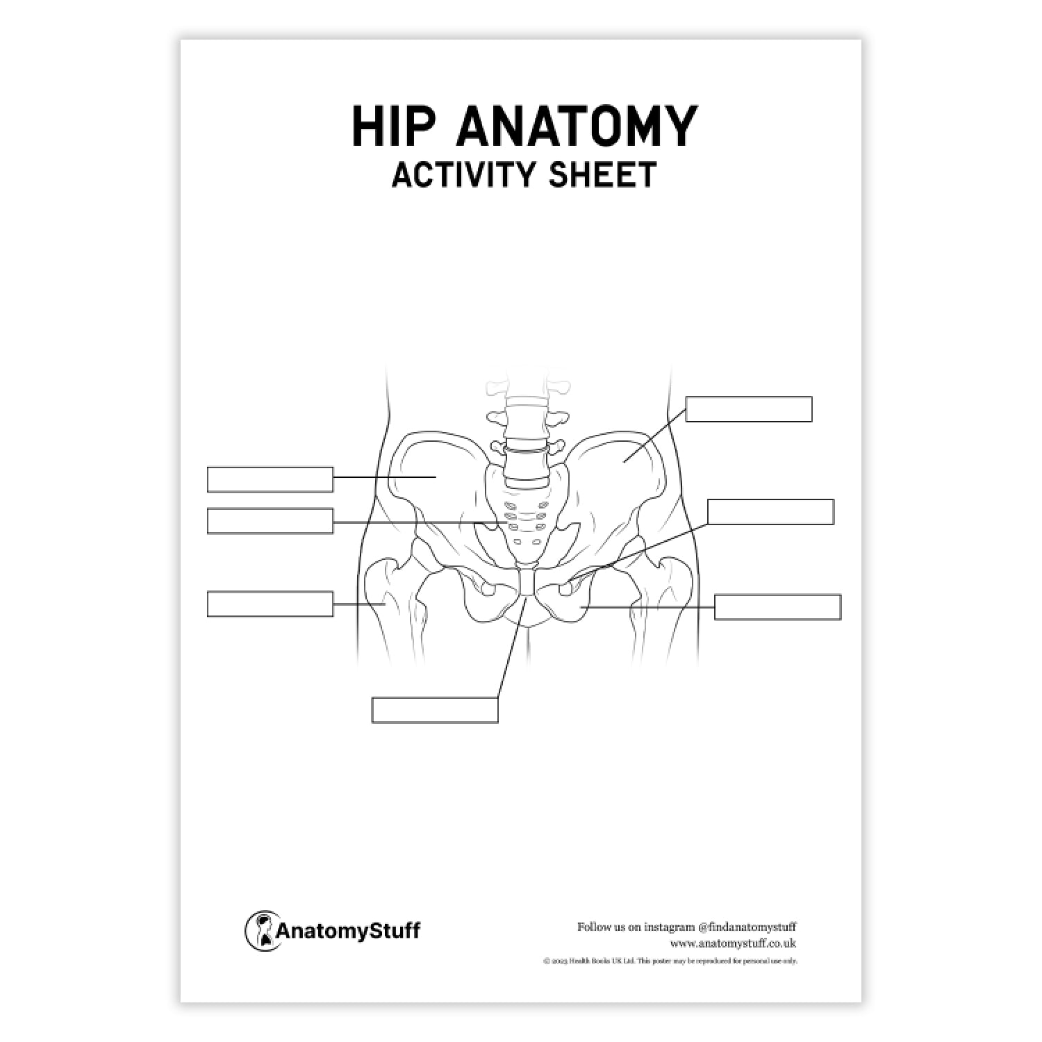 Hip Anatomy Activity Sheet PDF