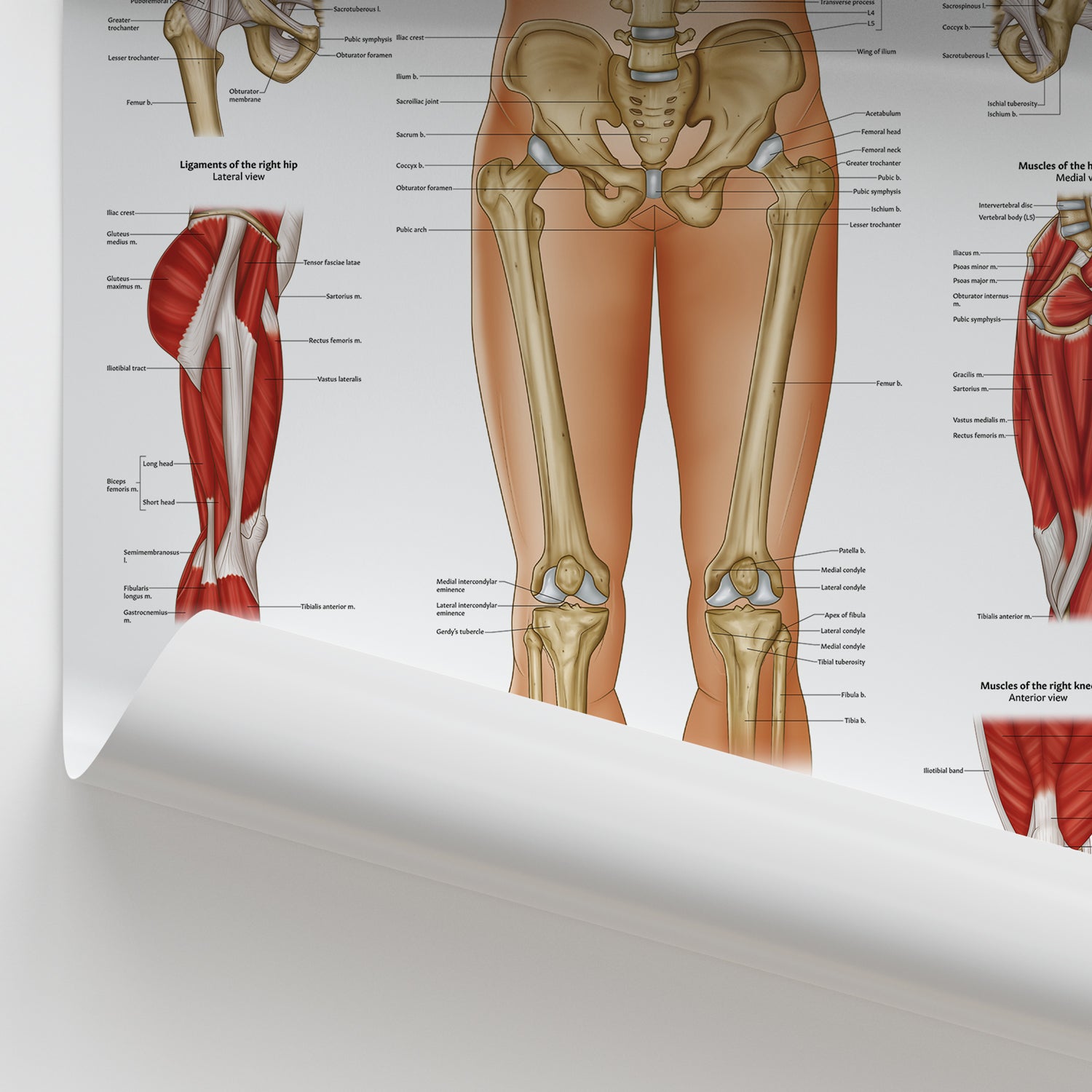Hip & Knee Anatomy Chart / Poster