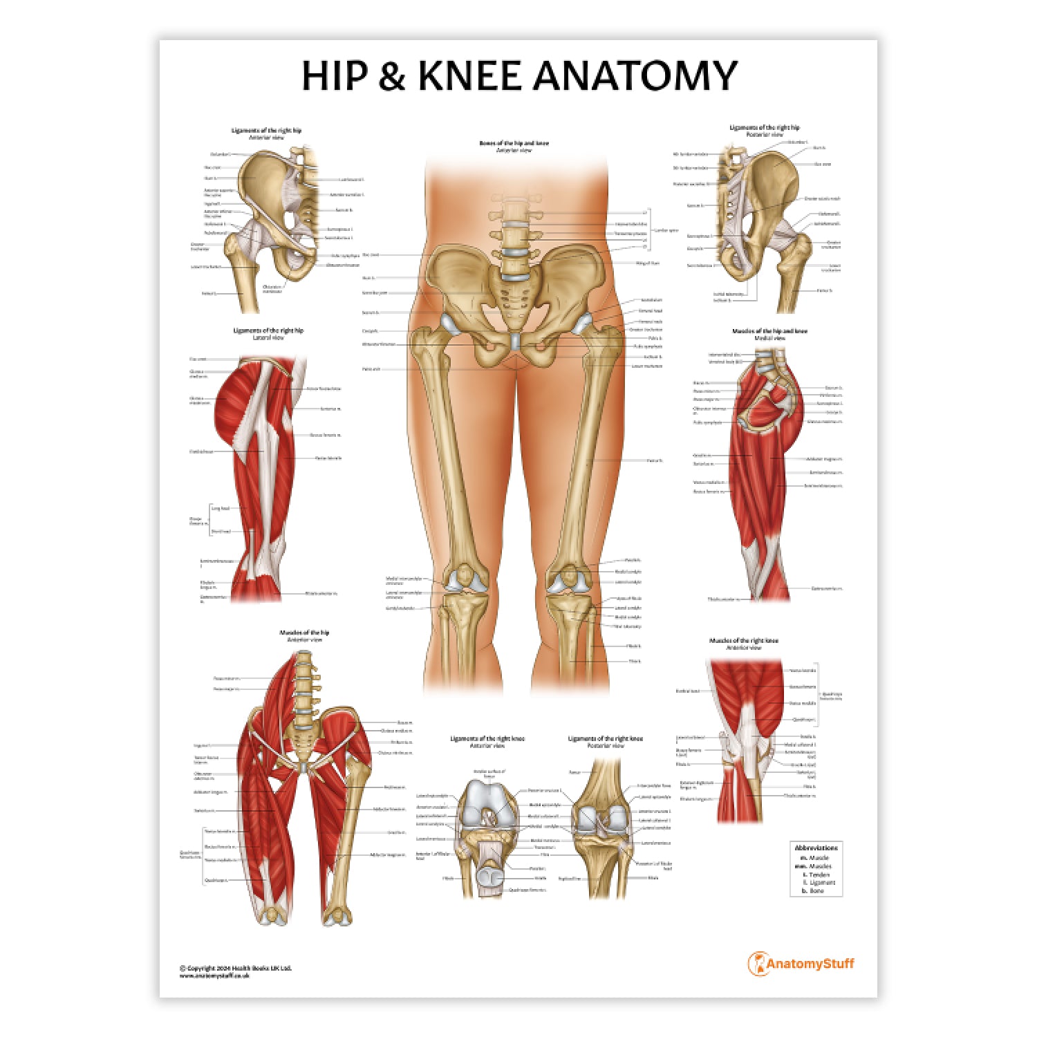 Hip & Knee Anatomy Chart / Poster