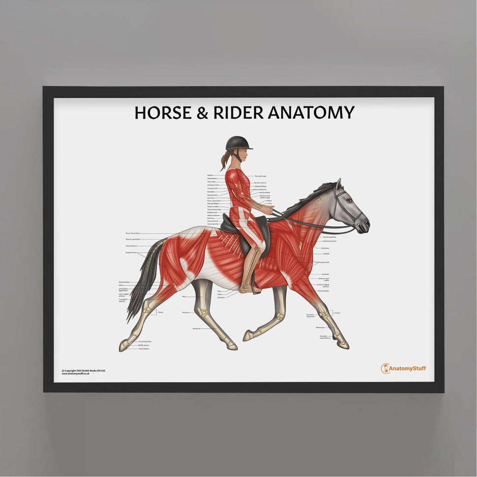 Horse Rider Chart / Poster