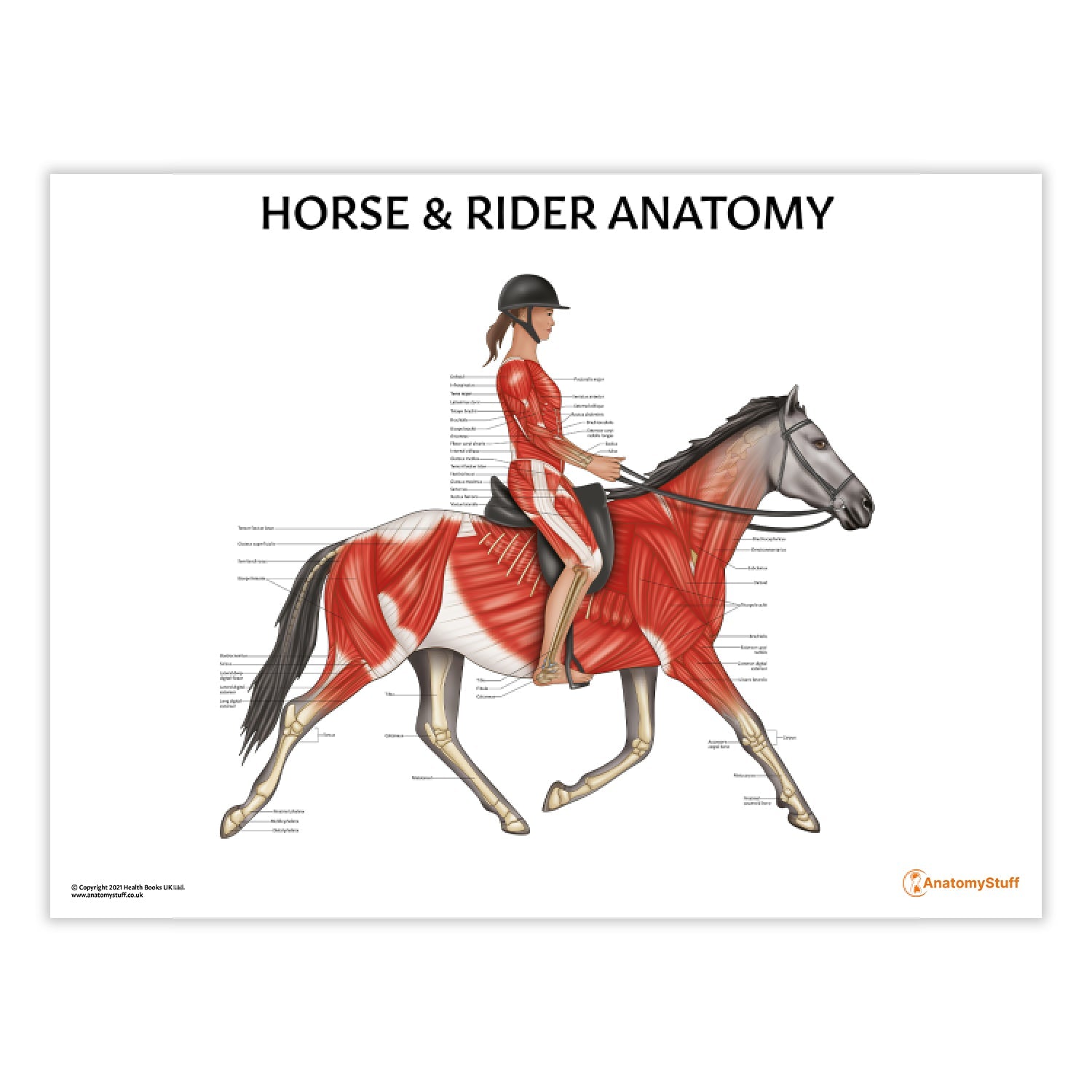 Horse Rider Chart / Poster