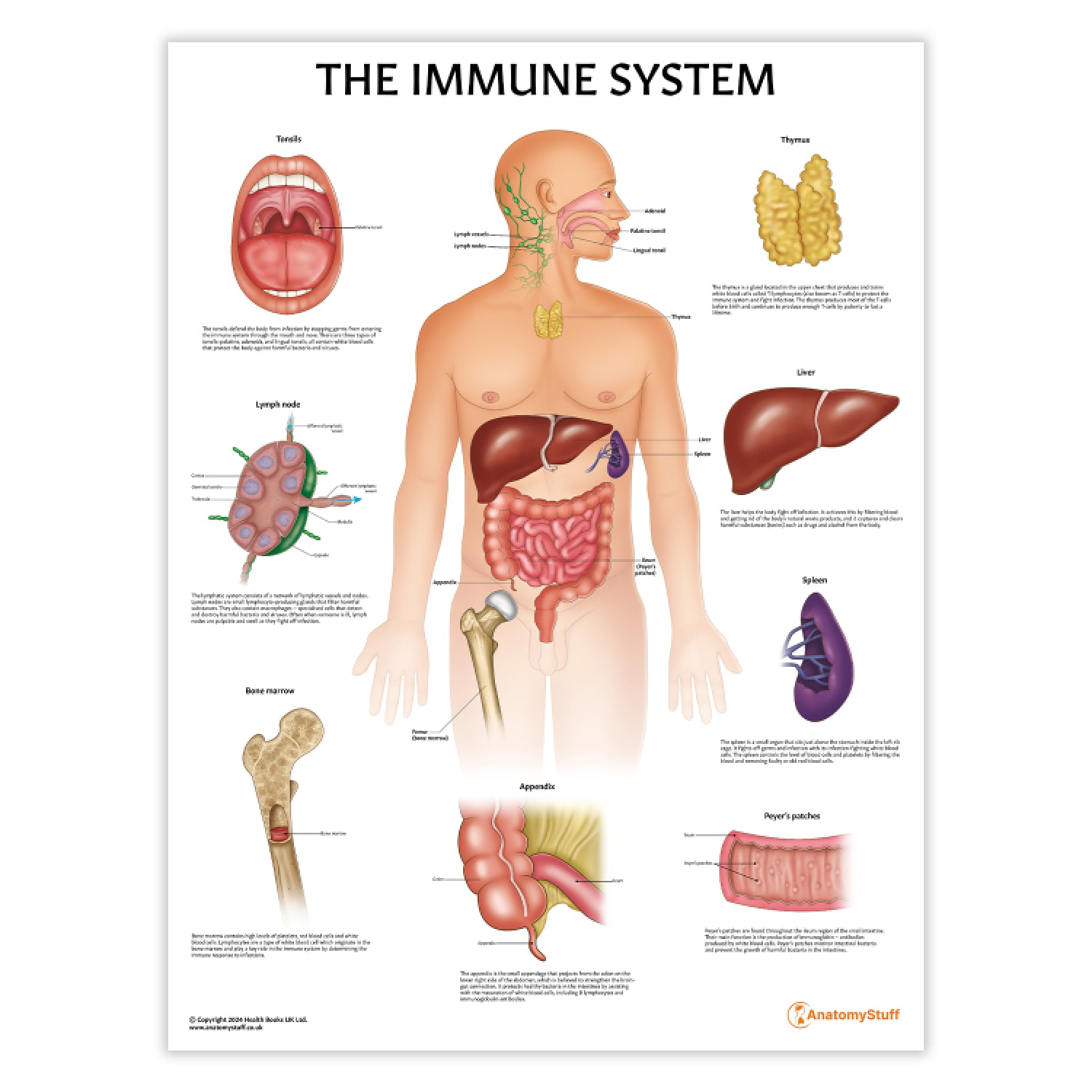 Immune System Anatomy Chart / Poster