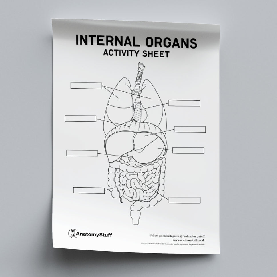Internal Organs Activity Sheet PDF