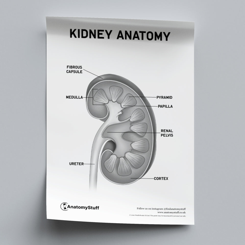 Kidney Anatomy Poster PDF