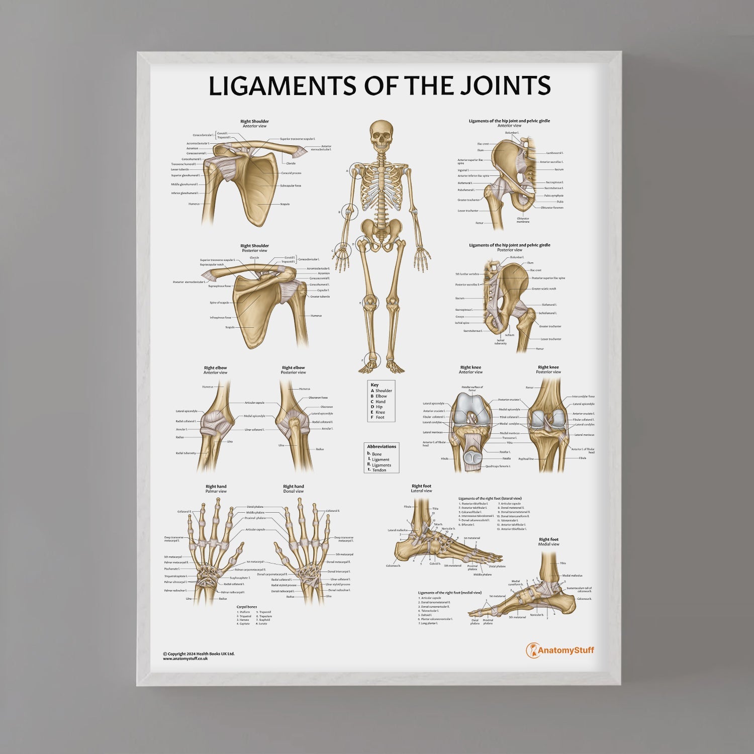 Ligaments of the Joints Chart / Poster