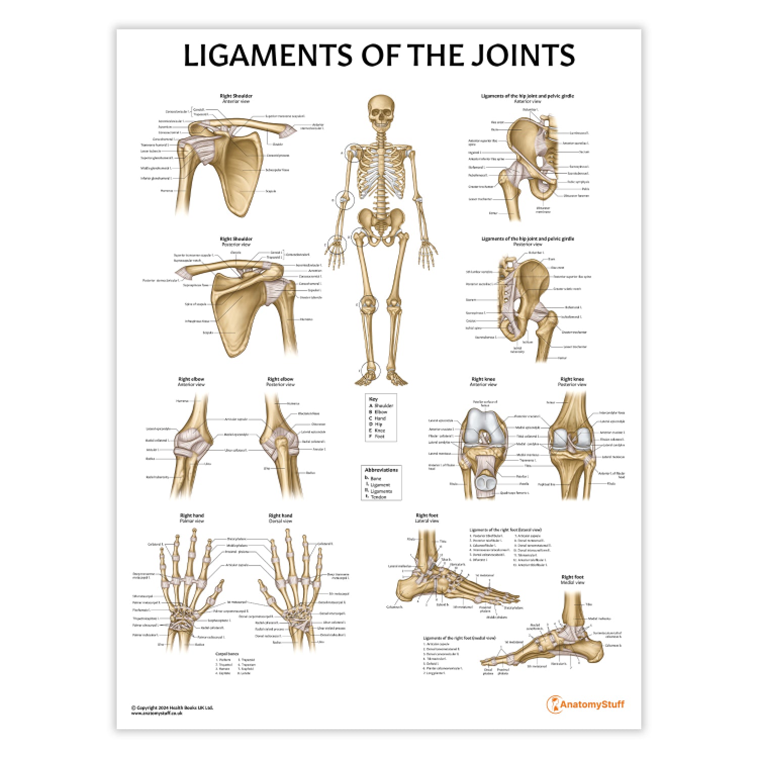 Ligaments of the Joints Chart / Poster