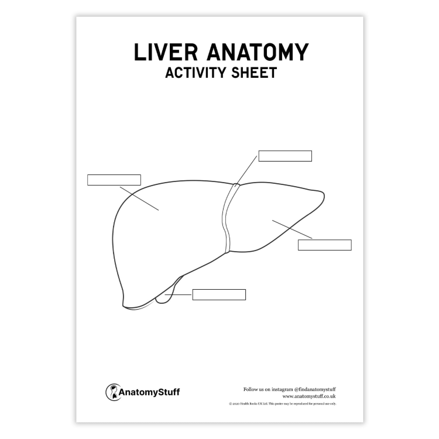 Liver Anatomy Activity Sheet PDF