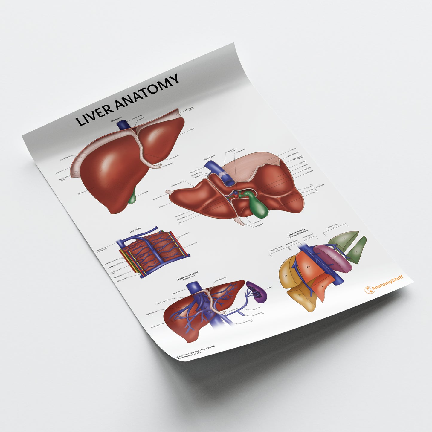 Liver Anatomy Chart / Poster