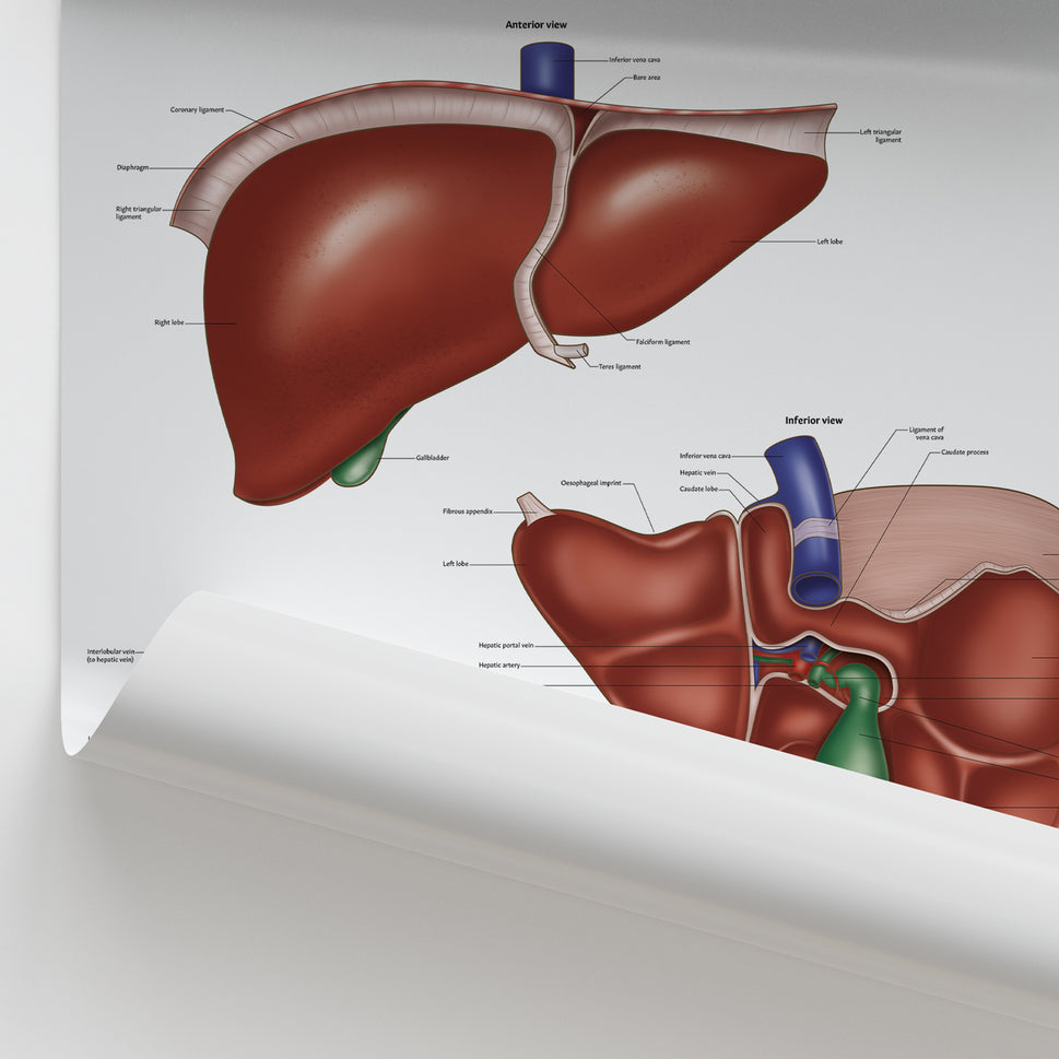Liver Anatomy Chart / Poster