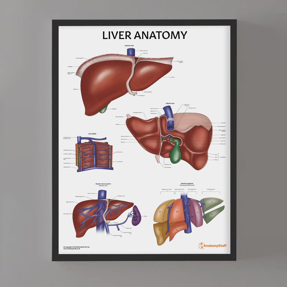 Liver Anatomy Chart / Poster