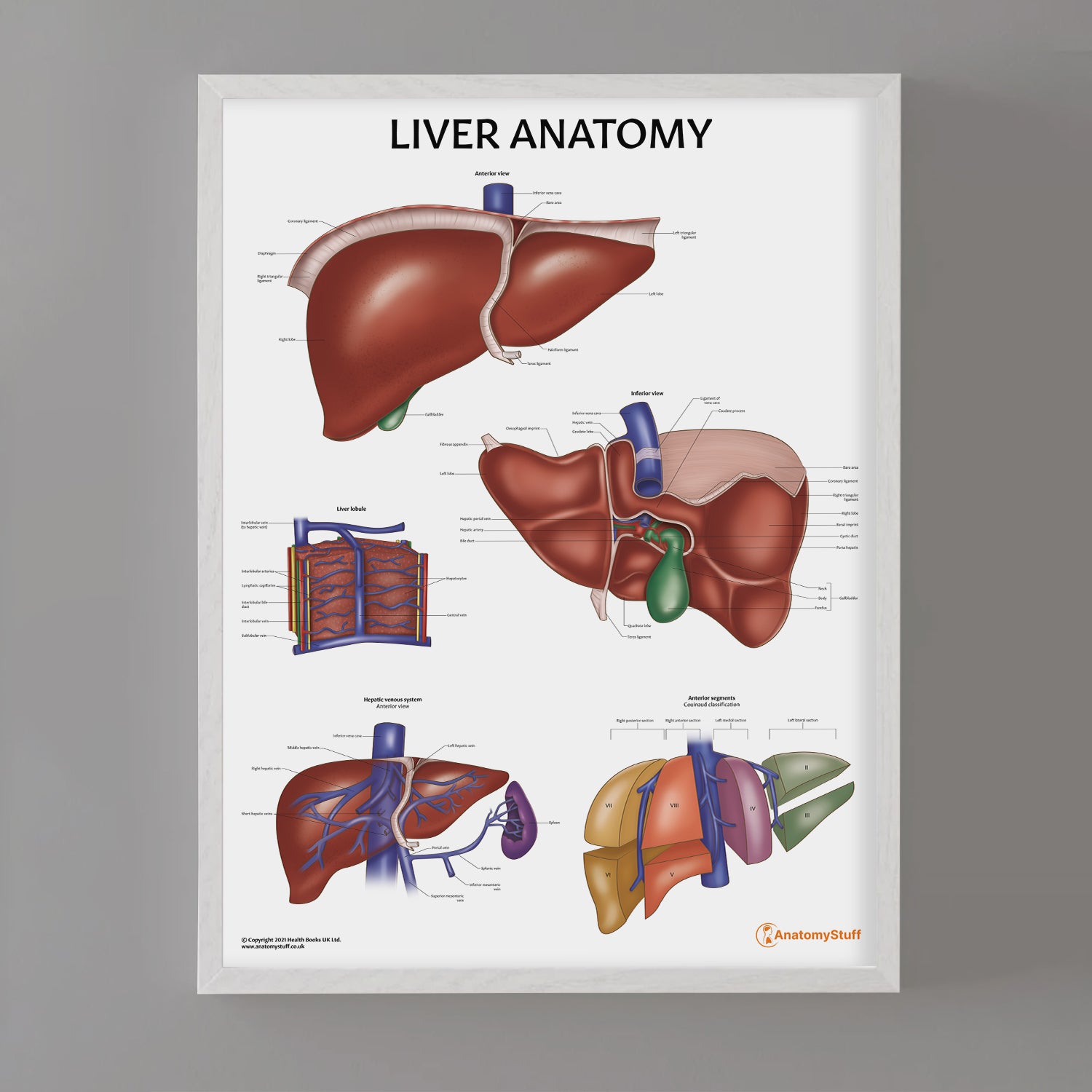 Liver Anatomy Chart / Poster
