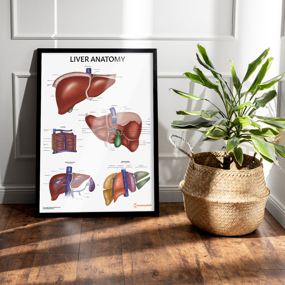 Liver Anatomy Chart / Poster