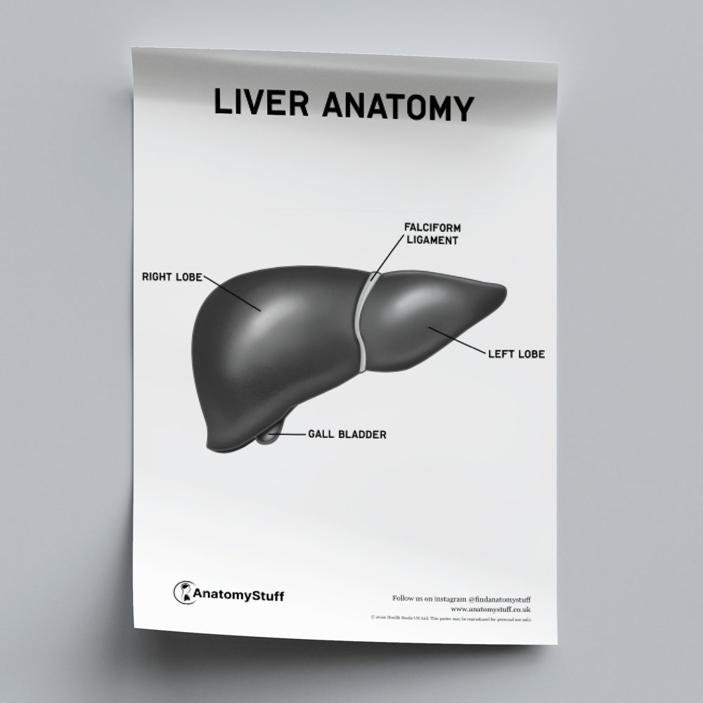 Liver Anatomy Poster PDF