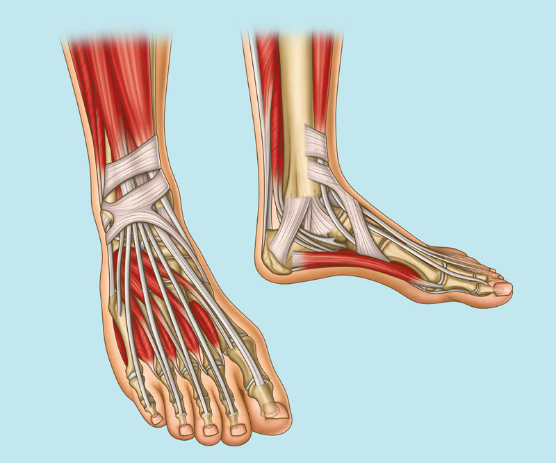 Lower Limb Anatomy