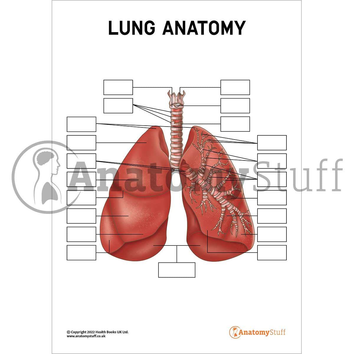 Lung Anatomy Poster / Worksheet (Interactive & Printable PDF)