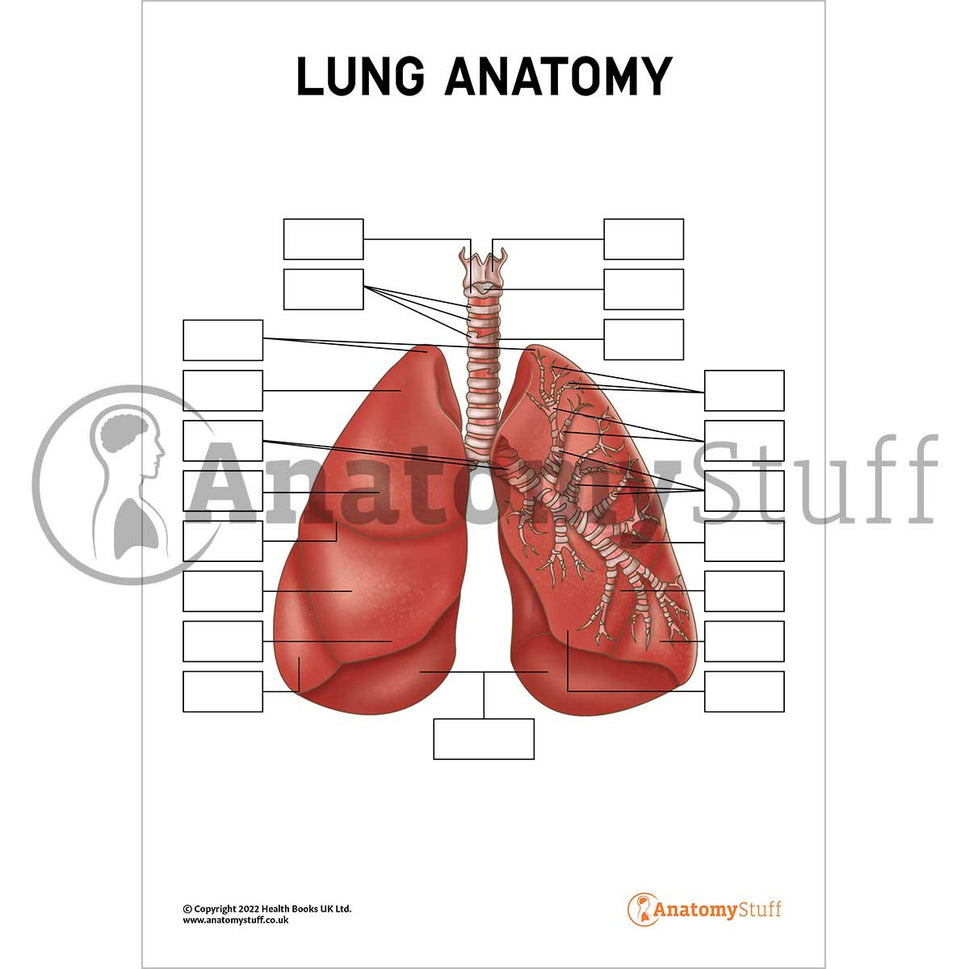 Lung Anatomy Poster / Worksheet (Interactive & Printable PDF)