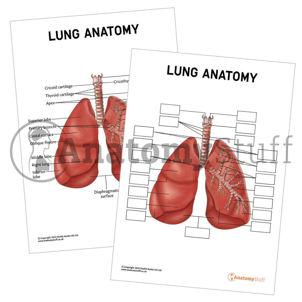 Lung Anatomy Poster / Worksheet (Interactive & Printable PDF)