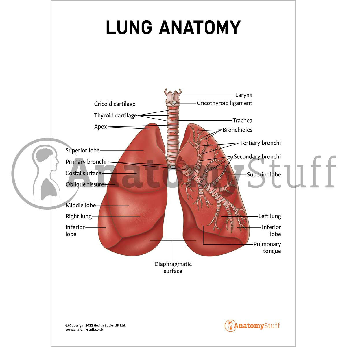 Lung Anatomy Poster / Worksheet (Interactive & Printable PDF)