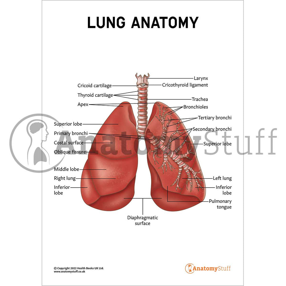 Lung Anatomy Poster / Worksheet (Interactive & Printable PDF)