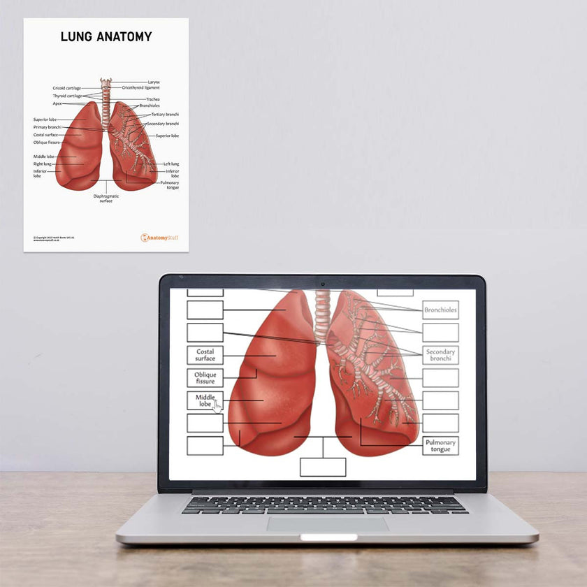 Laptop and Wall Chart Version Of Lung Anatomy Poster / Worksheet – Digital Download