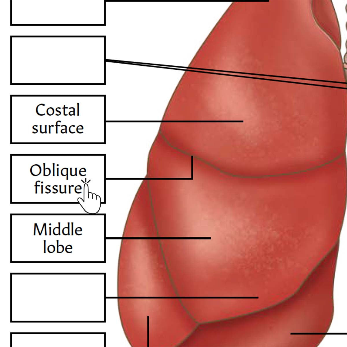 Lung Anatomy Poster / Worksheet (Interactive & Printable PDF)