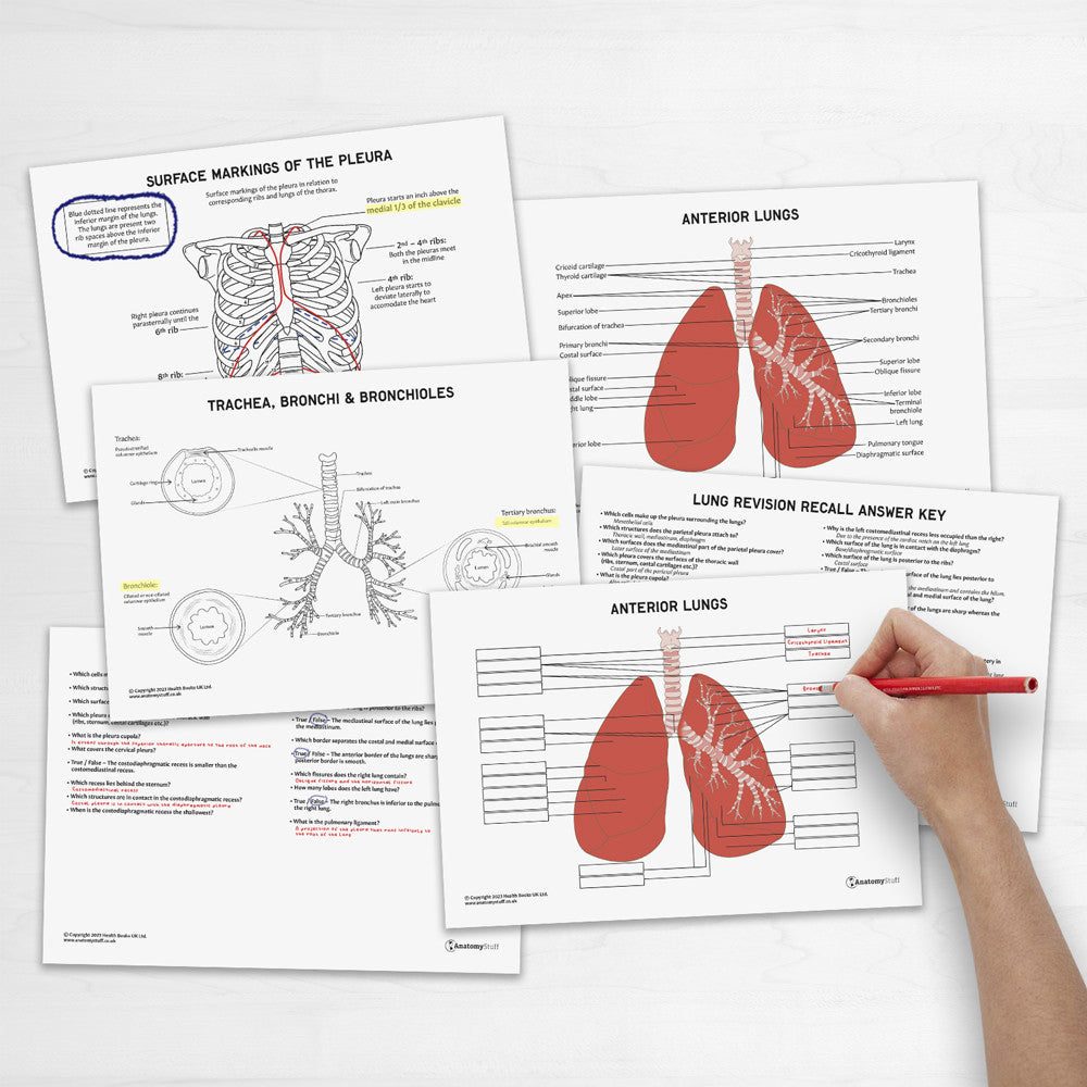 Lung Anatomy Revision Worksheets (Interactive & Printable PDFs)