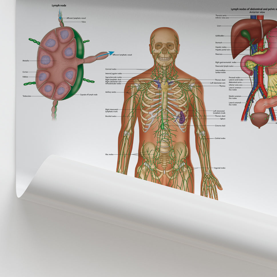 Lymphatic System Anatomy Chart / Poster