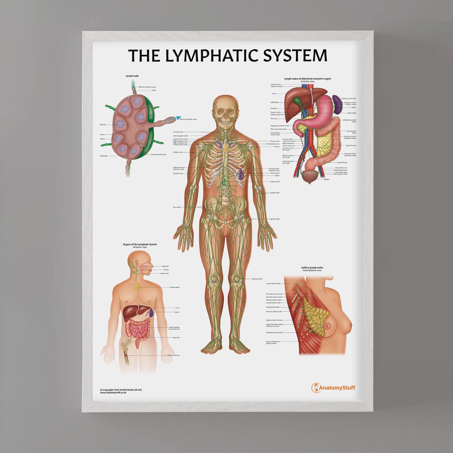 Lymphatic System Anatomy Chart / Poster