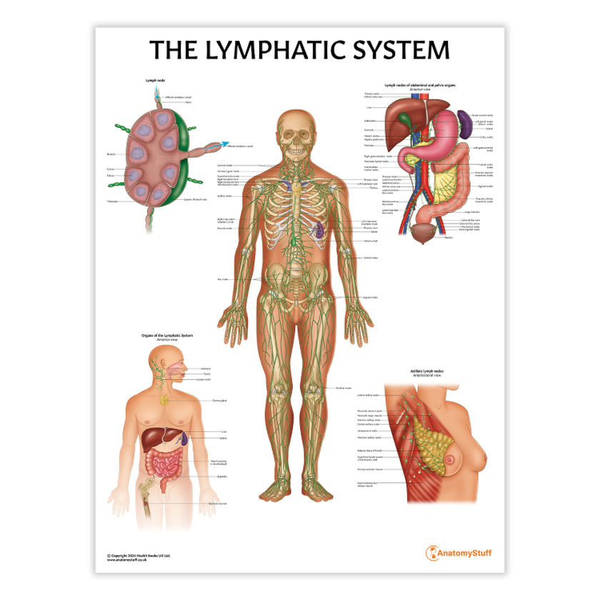Lymphatic System Anatomy Chart / Poster