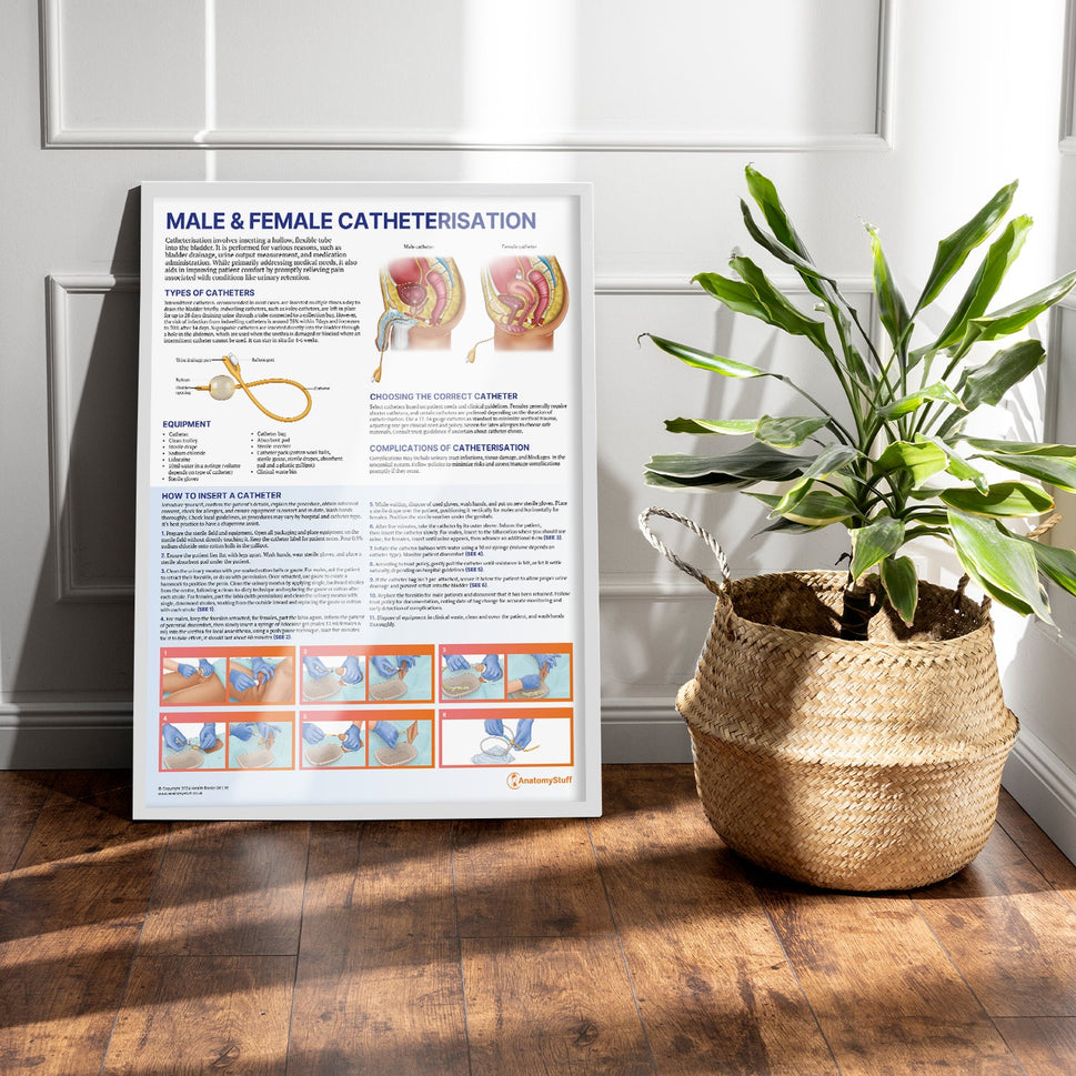 Male and Female Catheterisation Chart / Poster