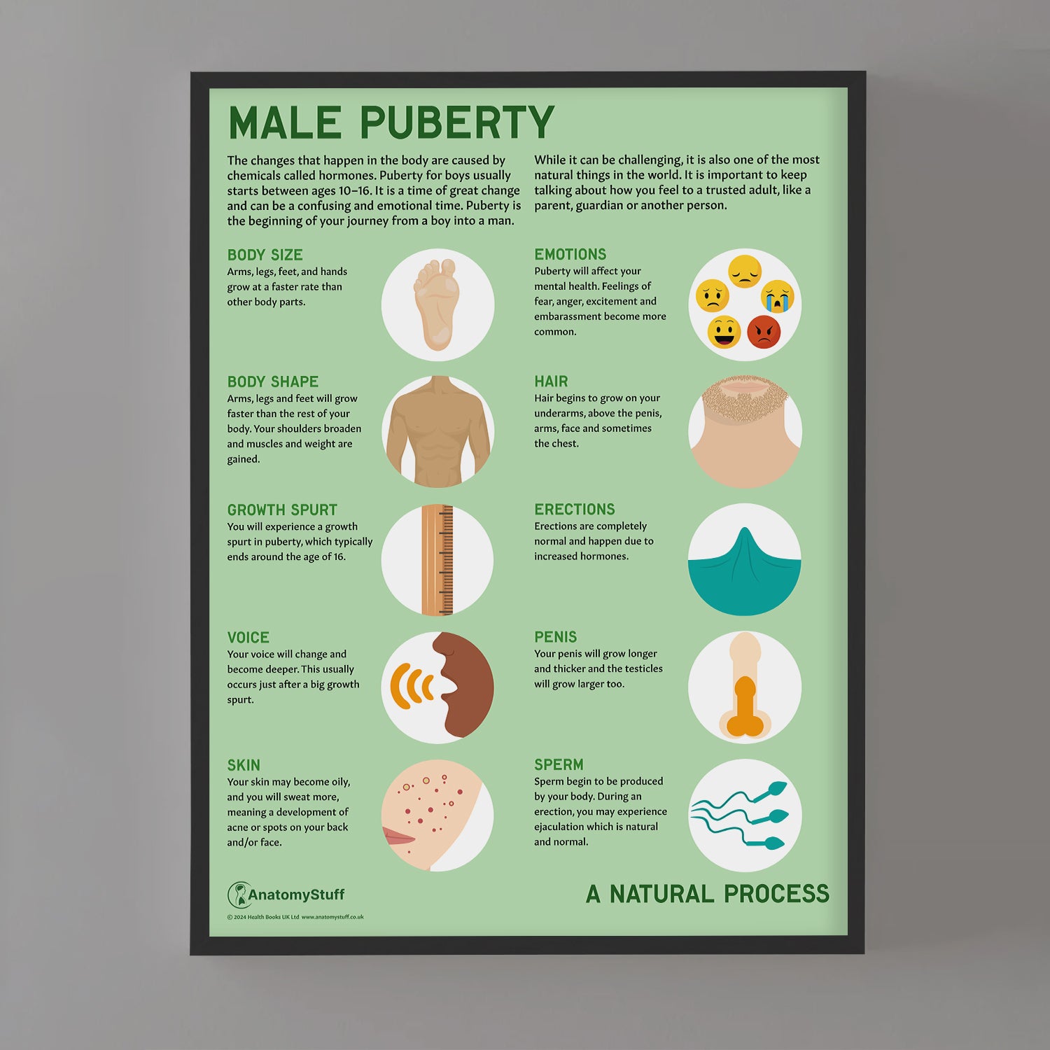 Male Puberty Chart / Poster