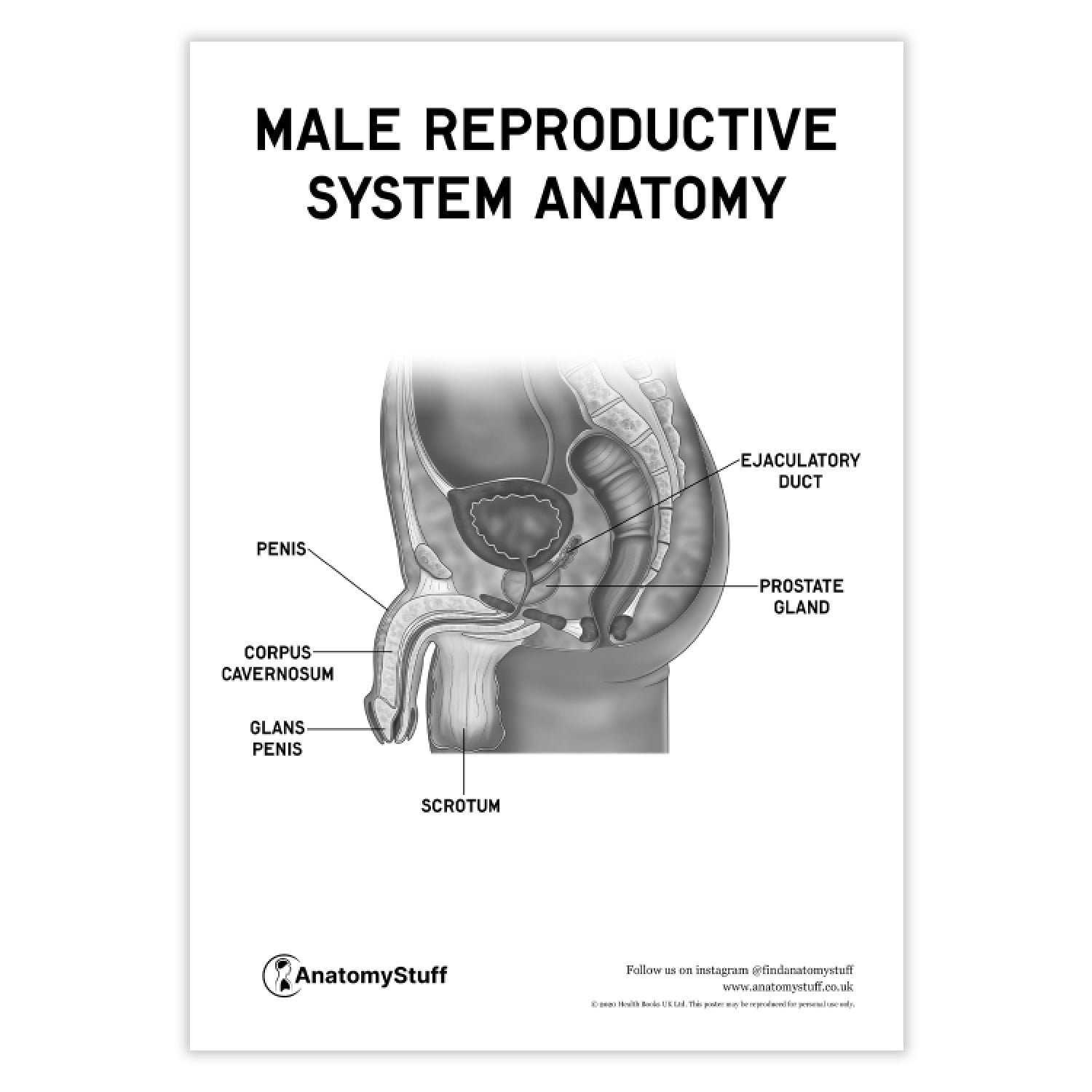 Male Reproductive System Anatomy Poster PDF