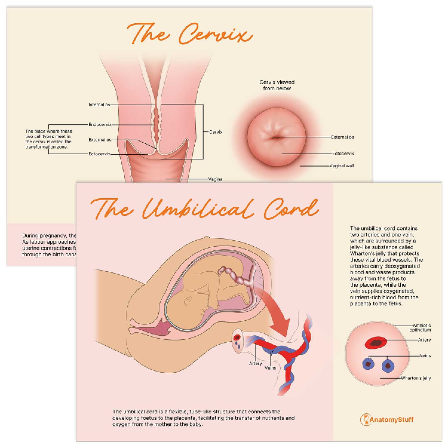 Midwifery Anatomy Revision Bundle (Printable PDFs)