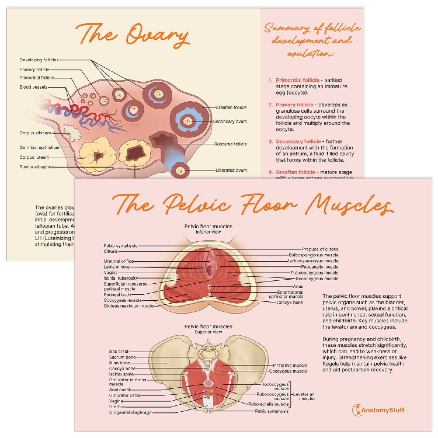 Midwifery Anatomy Revision Bundle (Printable PDFs)