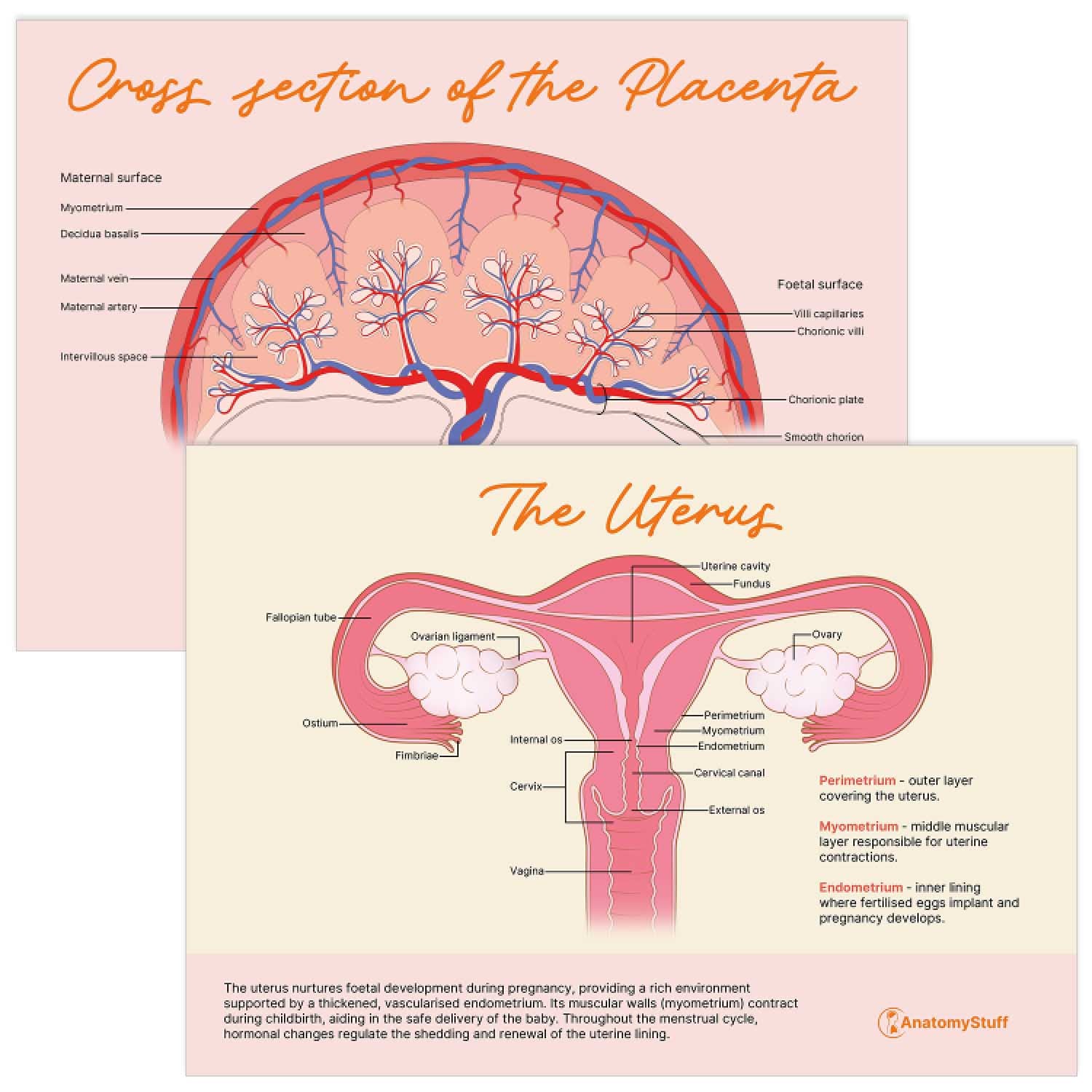 Midwifery Anatomy Revision Bundle (Printable PDFs)