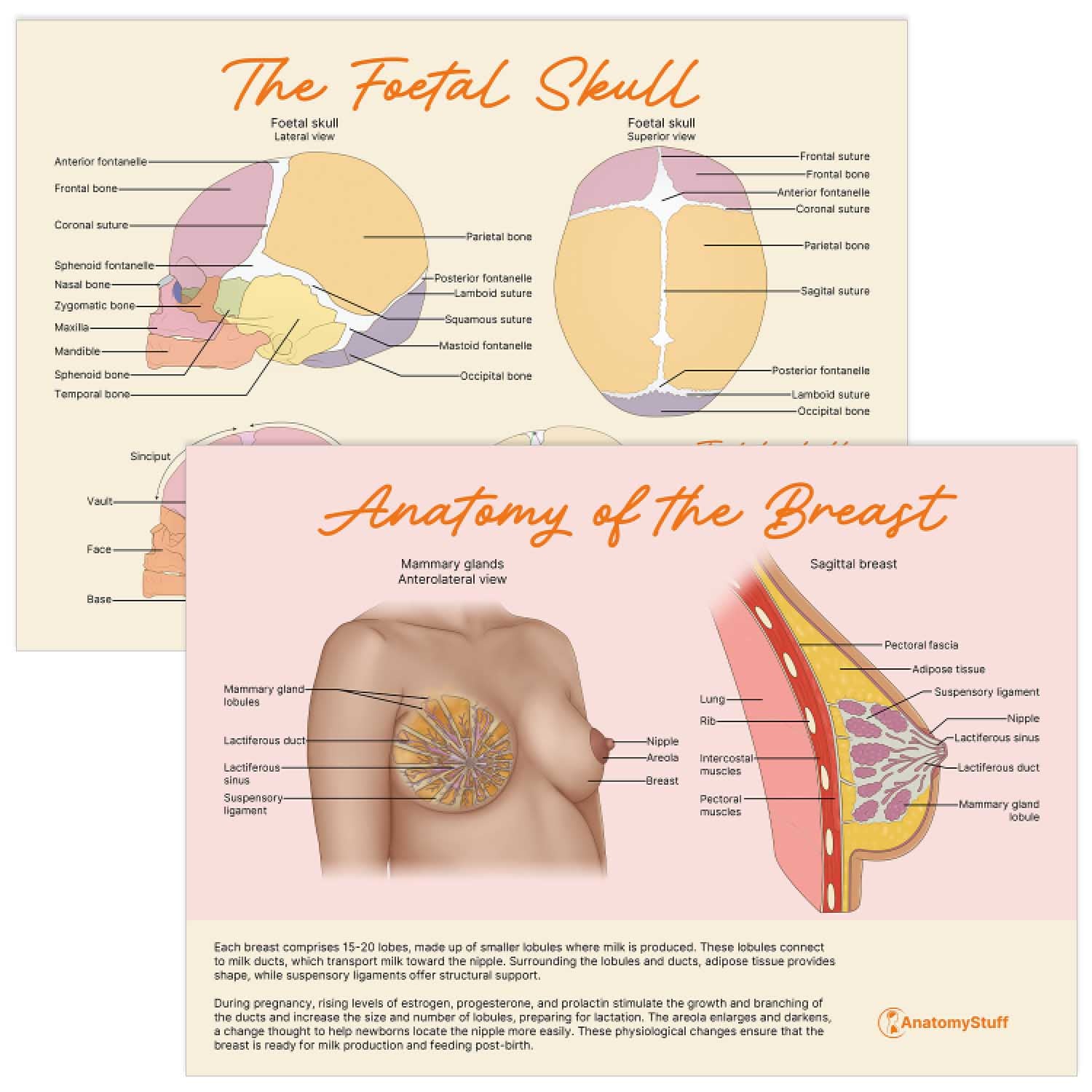 Midwifery Anatomy Revision Bundle (Printable PDFs)