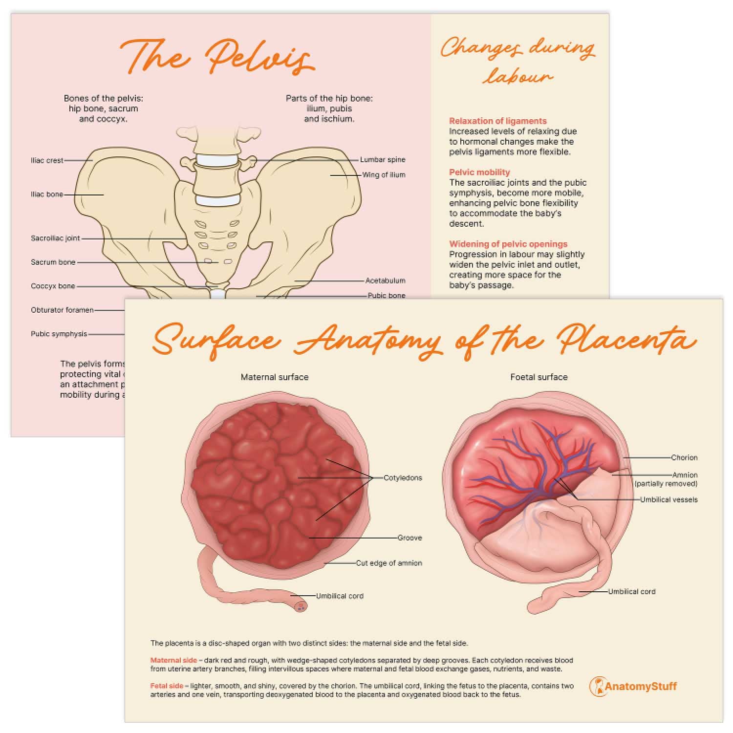 Midwifery Anatomy Revision Bundle (Printable PDFs)