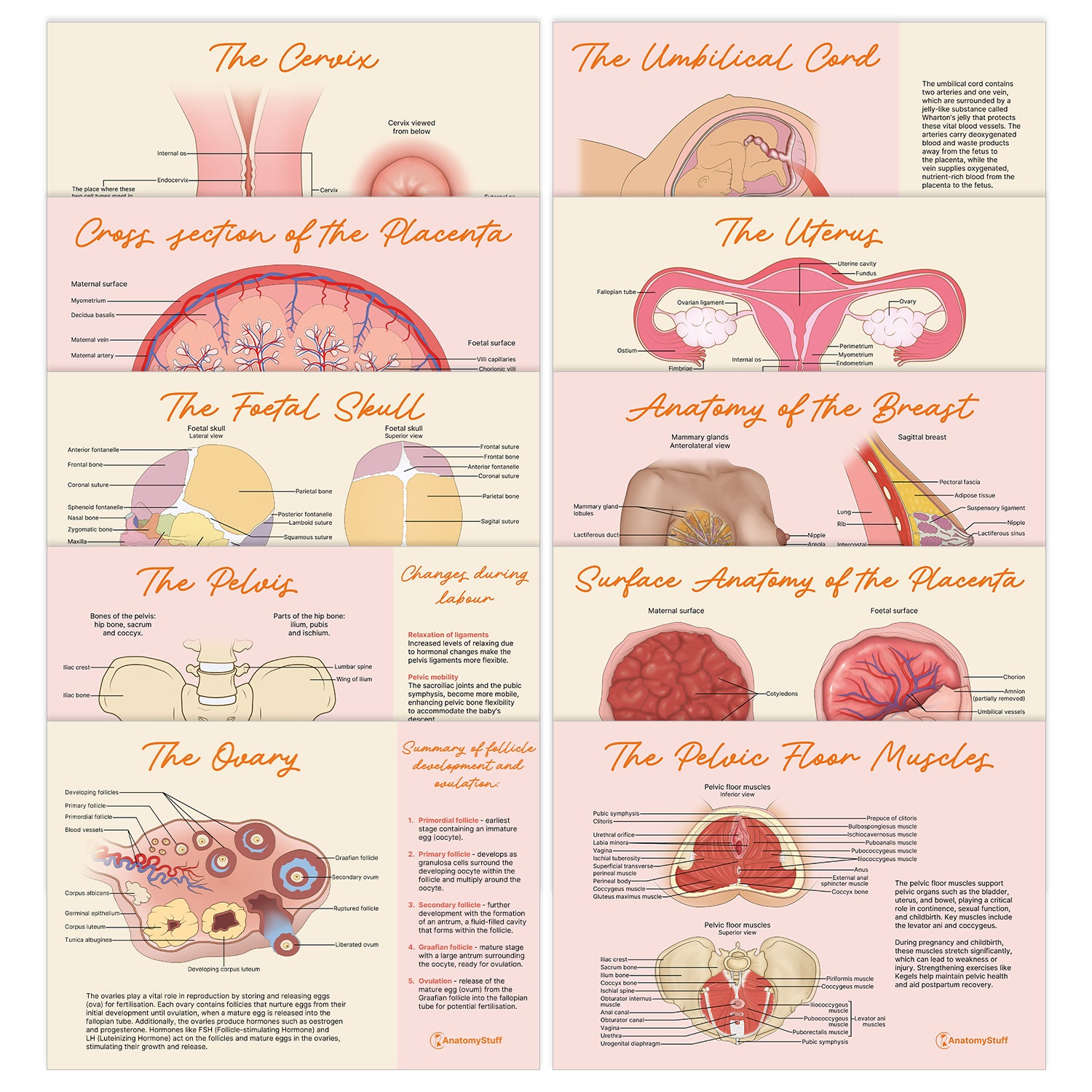Midwifery Anatomy Revision Bundle (Printable PDFs)