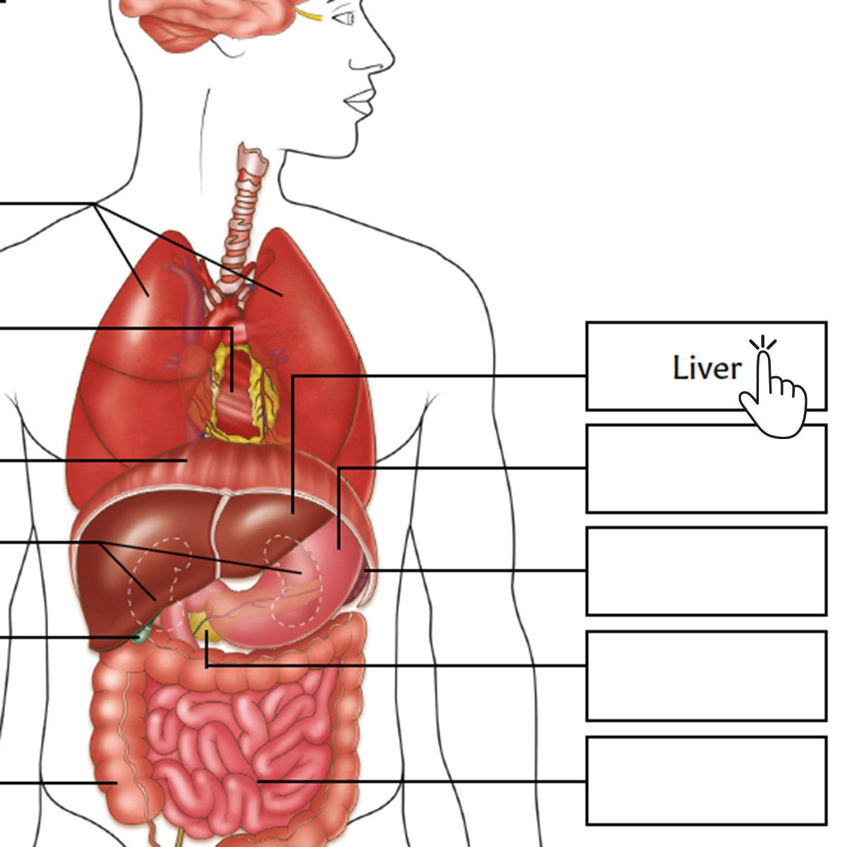 Organs Of The Body Poster / Worksheet (Interactive & Printable PDF)