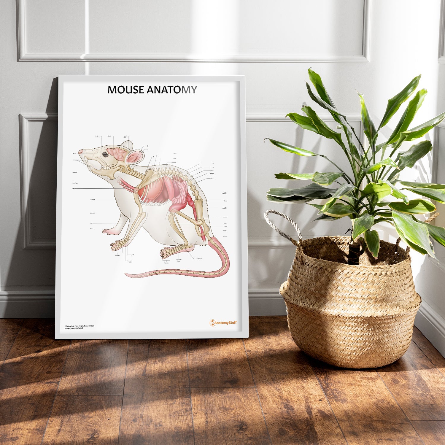 Mouse Anatomy Chart / Poster