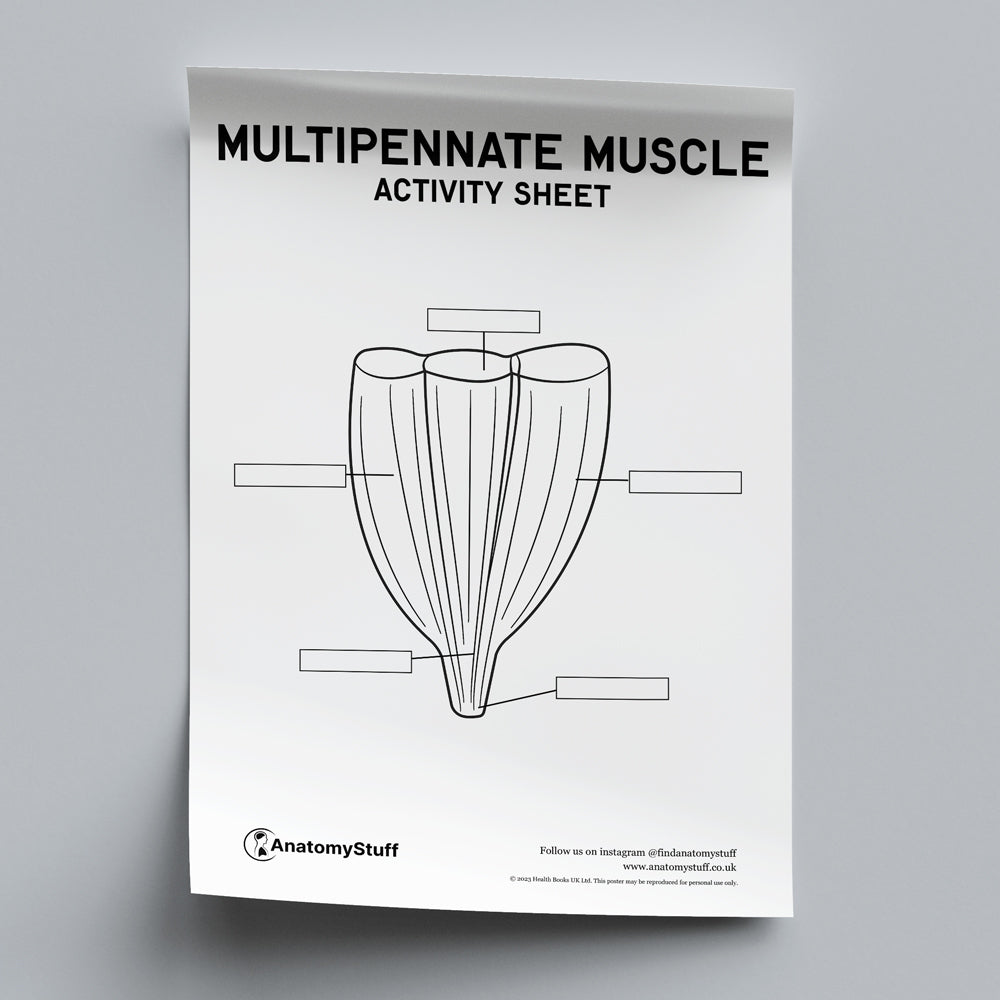 Types of Muscles Activity Sheet PDF