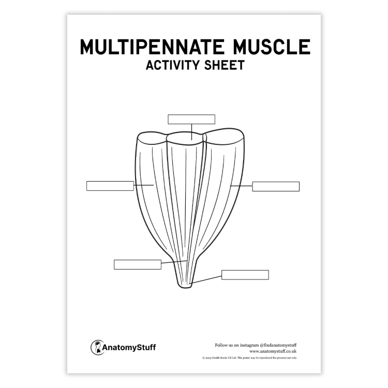 Types of Muscles Activity Sheet PDF