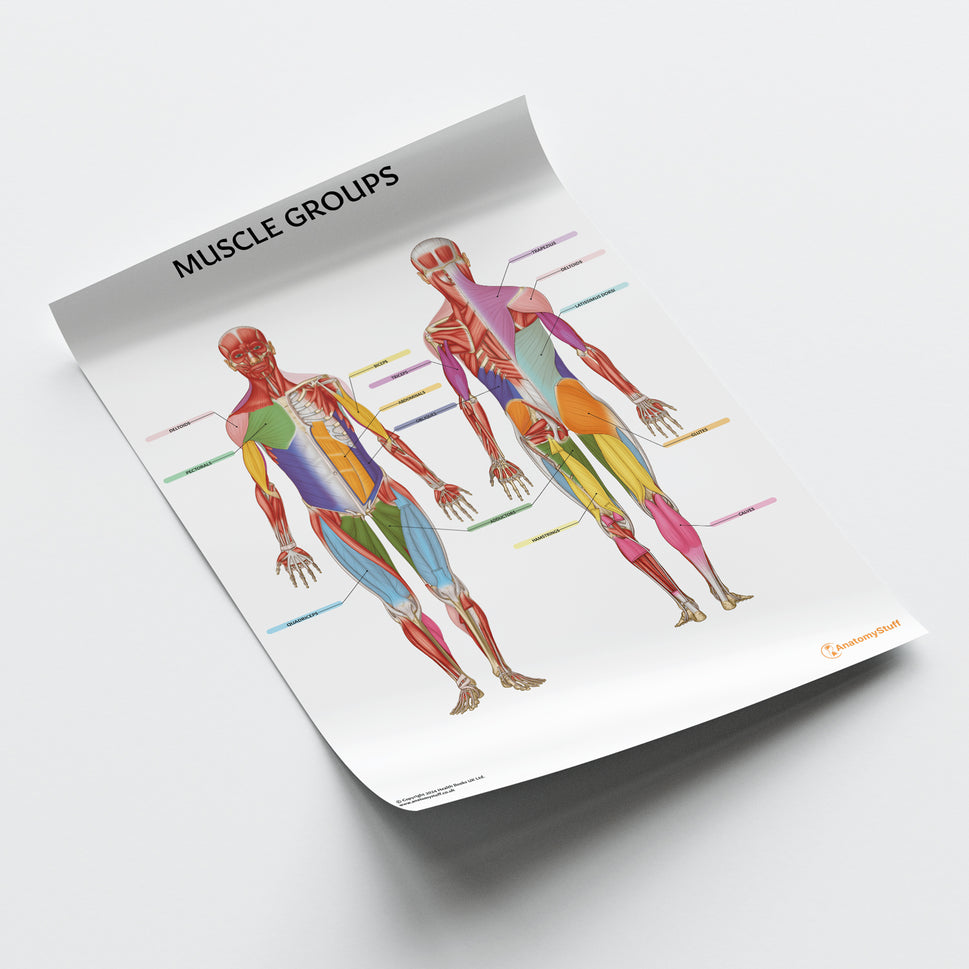 Muscle Groups Anatomy Chart / Poster