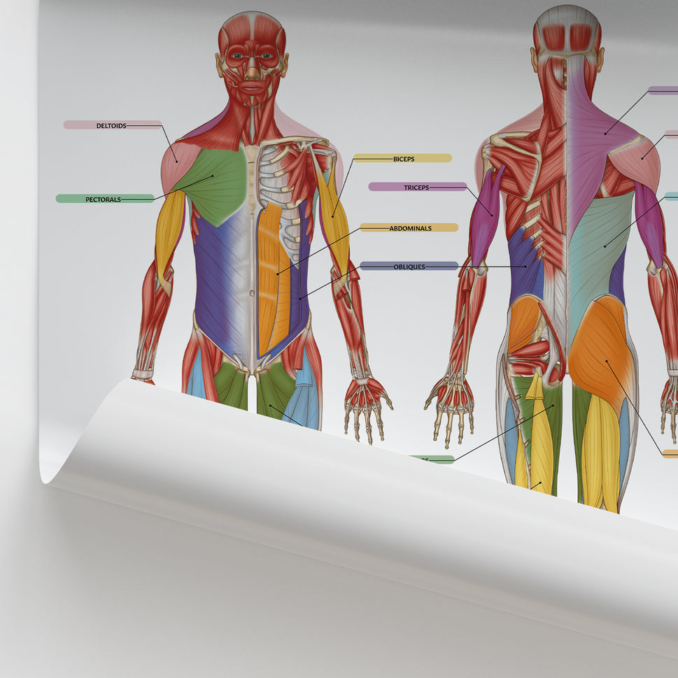 Muscle Groups Anatomy Chart / Poster