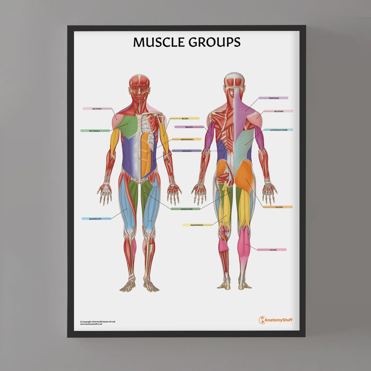 Muscle Groups Anatomy Chart / Poster