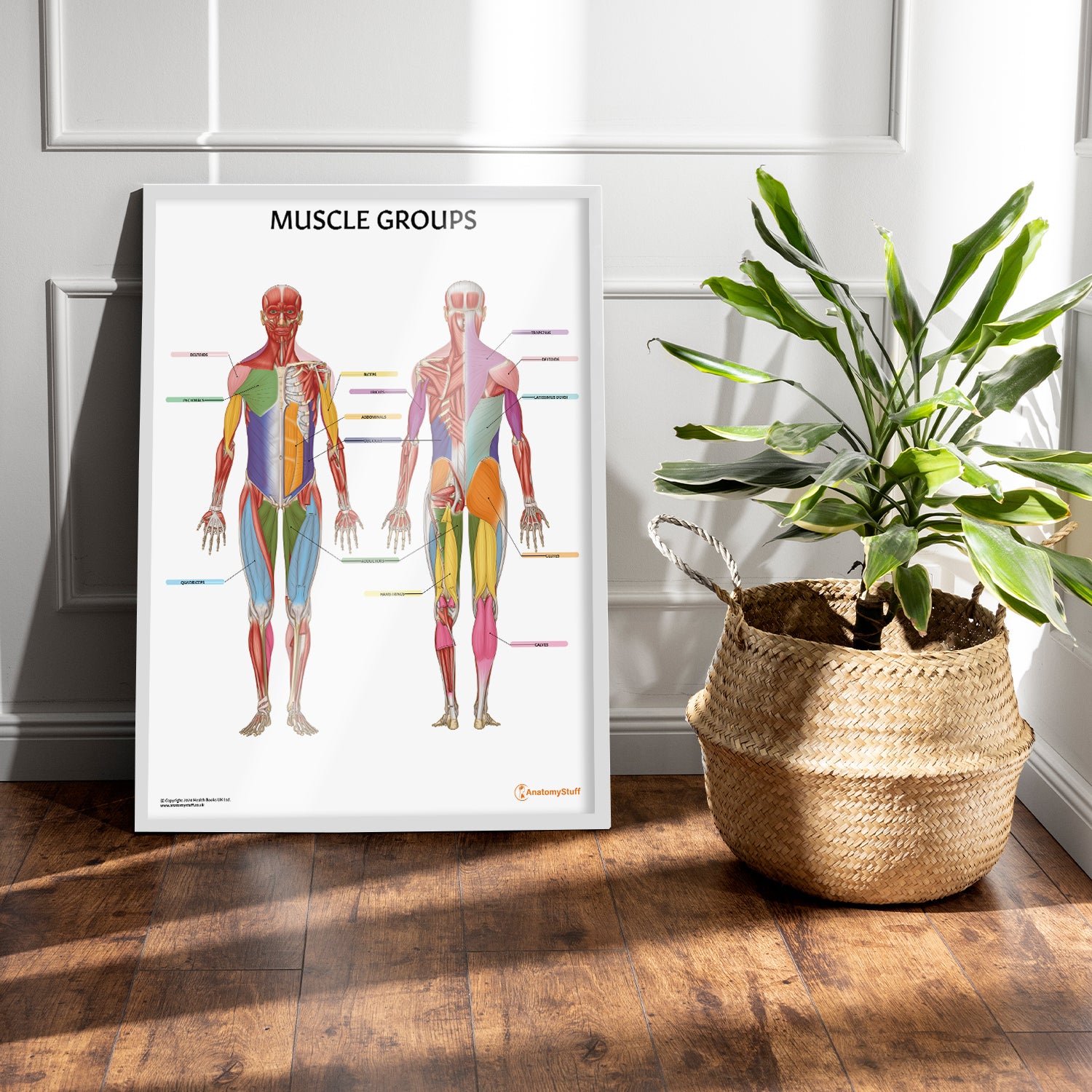 Muscle Groups Anatomy Chart / Poster